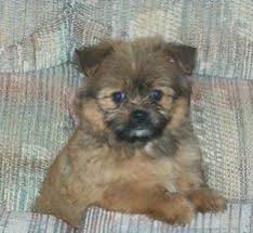 Shih Tzu Pomeranian Mix Black And Brown A Fluffy Brown With Black And White Shiranian Is Sitting On A Couch And It Is Looking Forward Dogs Purebred Dogs Dog Breeds
