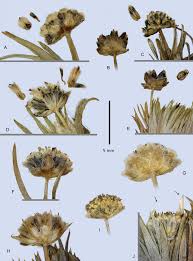 Image result for Eriocaulaceae