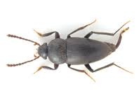 Image result for Tetranychidae grapevine