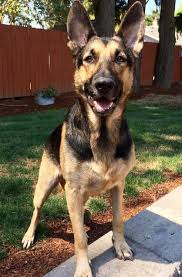 Jump to search for a puppy or dog puppies and dogs in oregon cities these adorable pups are available for adoption in salem, oregon. Dog Adoption In Salem Oregon