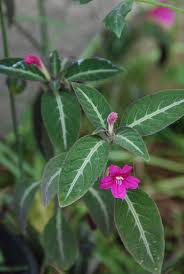 Image result for Ruellia makoyana