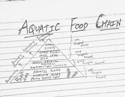 Their are so many creatures in the ocean. Whol I Active And Why 18 1 Create An Aquatic Food Chain Showing Four Trophic Levels Ii Explain Biological Magnification With The Help Of Food Chain Cquired
