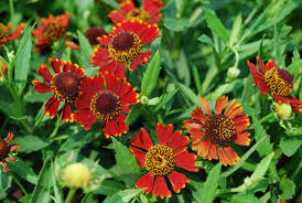 Generally a spreading perennial that forms large colonies over time. 10 Perennials For Late Summer And Fall Color Costa Farms