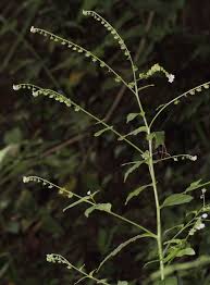 Image result for Cynoglossum coeruleum
