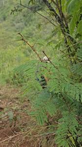 Image result for Acacia brevispica