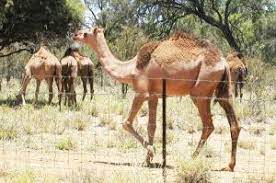Making a camel saddle really is blood, sweat and tears (those damn needles). Where Do Camels Come From Quatr Us Study Guides
