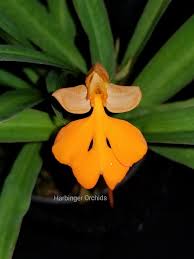 Image result for Habenaria humilior