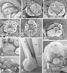 Image result for Stanfieldiella imperforata