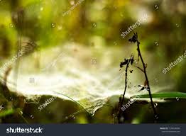 85 78 spiders owls halloween. Spider Web Nature Grass Lovely Background Ad Spon Nature Web Spider Background Nature Background Stock Photos
