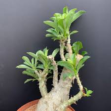 Image result for Pachycarpus spurius