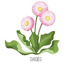 Maybe you would like to learn more about one of these? Realistic Pink Daisy Flowers Clipart World