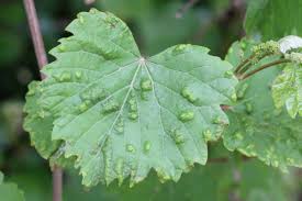 Image result for Colomerus vitis