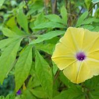 Image result for Ipomoea tuberculata