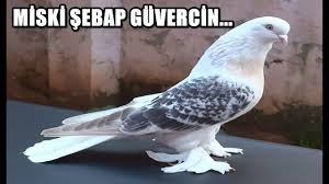 Miski Sebap Guvercin Videolari Istanbul 1 Lik Almis Guvercinimiz Youtube