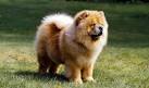 Chow Chow Rescue Society | Adopt & Save a Chow Chow