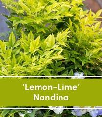 10 Plants That Instantly Add A Pop Of Color To Your Garden Lemon Lime Nandina Lawn And Garden Landscaping Plants