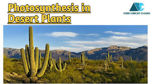 Much like many other plants that have waxy coatings on their leaves, cacti often have a waxy coating on their stems to prevent water loss. Photosynthesis In Desert Plants Youtube