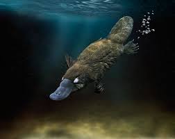 Platypus Swimming Underwater Google Search Australia Animals Australian Native Animals Platypus