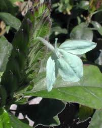 Image result for Ecbolium hastatum