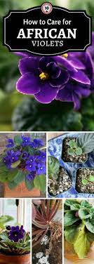 Top 10 Tips On How To Take Care For African Violets Top Inspired African Violets African Violets Plants Violet Plant