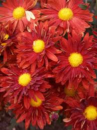Easy mobile checkout · quick & easy checkout · fresh from the fields Mum Daisy Red Bluestone Perennials