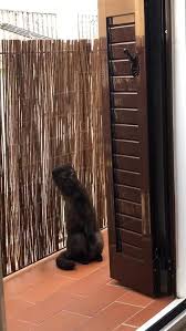 When Your Humans Are Acting Up Again Video In 2020 Funny Animal Jokes Cute Funny Animals Funny Cat Memes