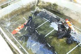 Untuk budidaya ikan koi sangat mudah sekali dilakukan. Jenis Jenis Kolam Budidaya Ikan Koi Artikel Pertanian Terbaru Berita Pertanian Terbaru
