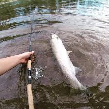 Shakespeare Ugly Stik Elite Spinning Fishing Rod Walmart Com Walmart Com