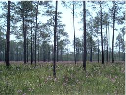 Image result for Sporobolus agrostoides