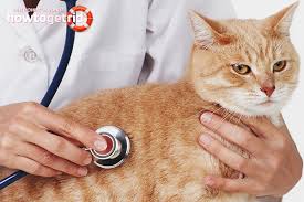 Cara merawat kucing demam dan selsema. Cara Merawat Hidung Berair Pada Kucing Di Rumah