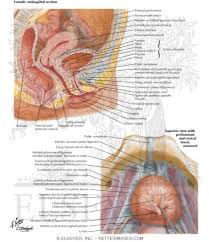 Image result for Bladder Anatomy