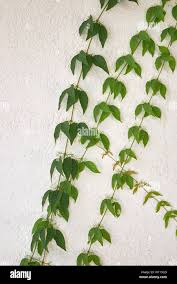 Image result for Dolichandra unguis-cati