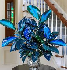 Image result for Indigofera roseo-caerulea