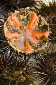 Ricci Di Mare Seafood Summerfood Foodonboard Food For A Crowd Food Food Photography