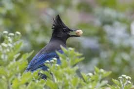 Male has dark blue upperparts, black throat and mask. Birds In Arizona 31 Species Straight Out Of Paradise