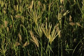 Image result for Chloris pycnothrix