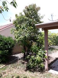 Maybe you would like to learn more about one of these? Growing Mangoes
