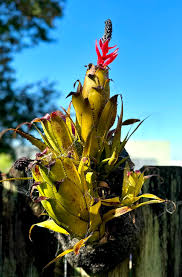 Image result for Chamaecrista gracilior