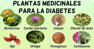 Plantas Medicinales Para La Diabetes Botanical Online