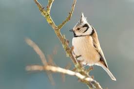 Tepeli Bastankara Tufted Titmouse Kus Kusu Fotograf