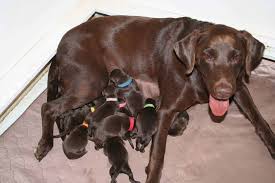 She has five chocolate females, two chocolate males, one black female and three black males. California Labrador Puppy Champion Pedigree Litters Available Now