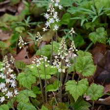 Image result for Faurea rubriflora