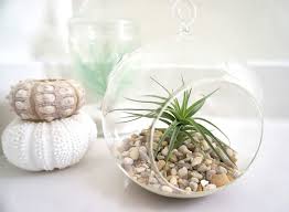 Maybe you would like to learn more about one of these? What A Difference An Air Plant Makes