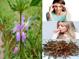 Image result for Hygrophila schulli