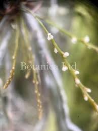 Image result for Microcoelia globulosa