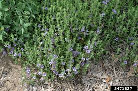 Image result for Cryptolepis oblongifolia
