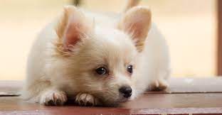 Papillon pomeranian mix puppies for sale zoe fans blog pooches. Pomchi Your Guide To The Pomeranian Chihuahua Mix