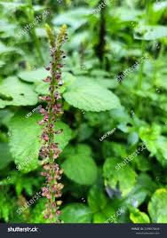 Image result for Uraria picta