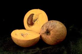 Image result for Pouteria pseudoracemosa
