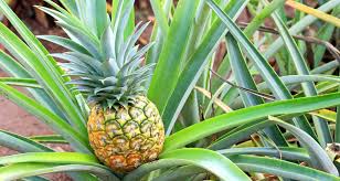 Hacking is used when someone or a computer finds a vulnerability or weakness in your computer system. Crazy Pineapple Hacks You Need Now Farmers Almanac
